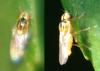 Thaumatomyia notata